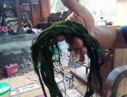 Mancing Nila Umpan Lumut