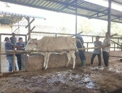 Tradisi Brandu Penyebab Utama Penularan Penyakit Antraks dari Sapi ke Manusia