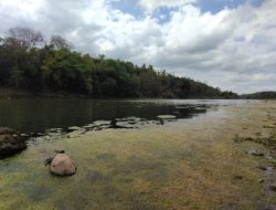 Sulitnya Memancing di Sungai Progo Akibat Ledakan Lumut Saat Musim Kemarau
