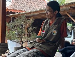 Pesona Bonsai Serut di Joglo Kilen Lepen