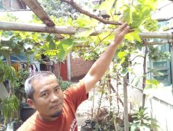 Tips Praktis Merawat Tanaman Anggur di Lahan Sempit