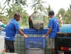 Panen Raya Ikan Lele KSPP “Mina Mitra” Banjarharjo Belum Mampu Memenuhi Kebutuhan Pasar: Produksi 64 Ton Kebutuhan Pasar 156 Ton
