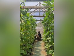 Otomatisasi Penyiraman Air pada Budidaya Melon dengan Galon