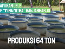 Kolam Ikan Lele KSPP “Mina Mitra” Banjarharjo Produksi 64 Ton