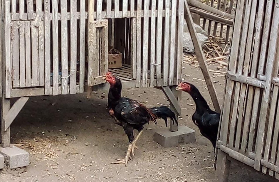 Kiat Sukses Beternak Ayam Kampung