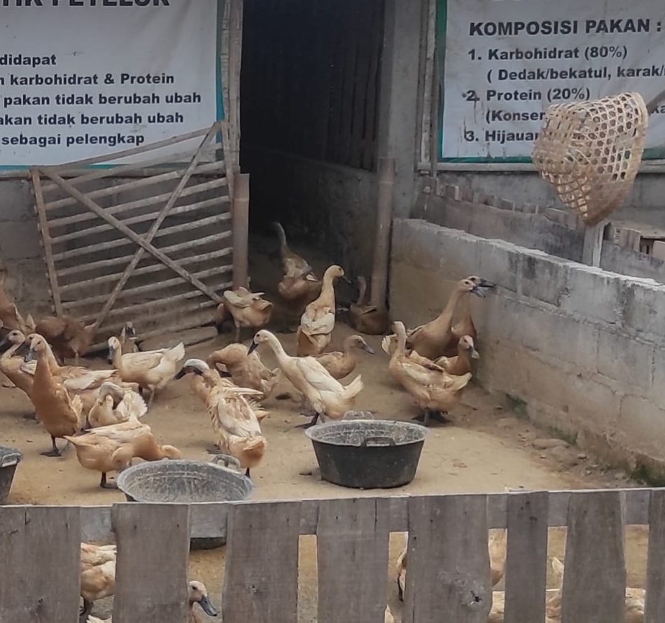 Syarat Kandang dan Pakan Budidaya Itik Petelur
