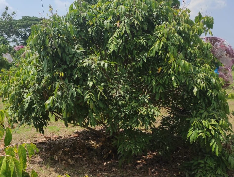 Edukasi Budidaya, Petik Buah, dan Minum Kopi di Kopi Klengkeng