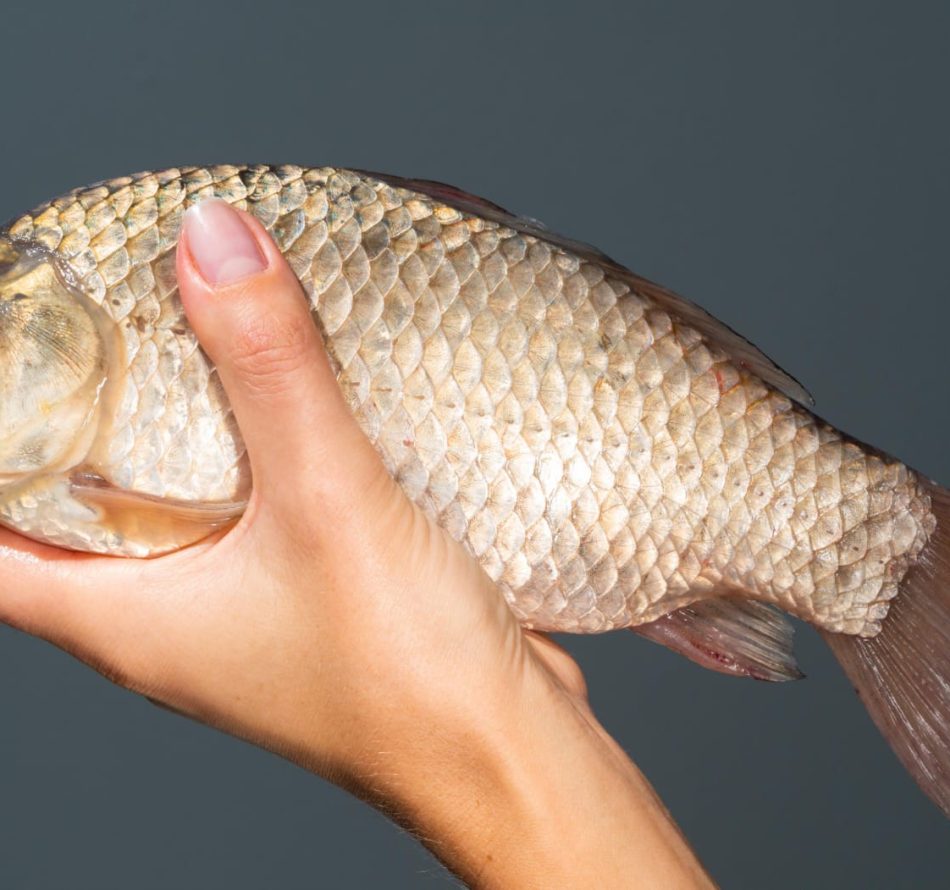 Kondisi Air dan Kualitas Pakan Penyebab Benih Ikan Mati Mendadak