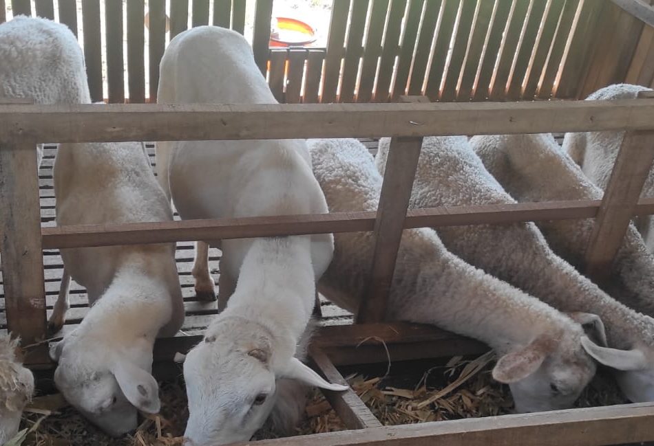 Breeding Domba Indukan Jantan Dooper dan Betina Cross Texel Hasilkan Anakan Dooper F2