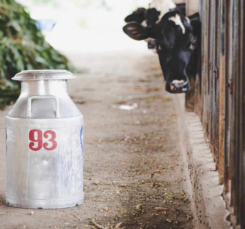 Pemerintah Semestinya Melindungi Para Peternak Sapi Lokal, Bukan Membuka Keran Impor