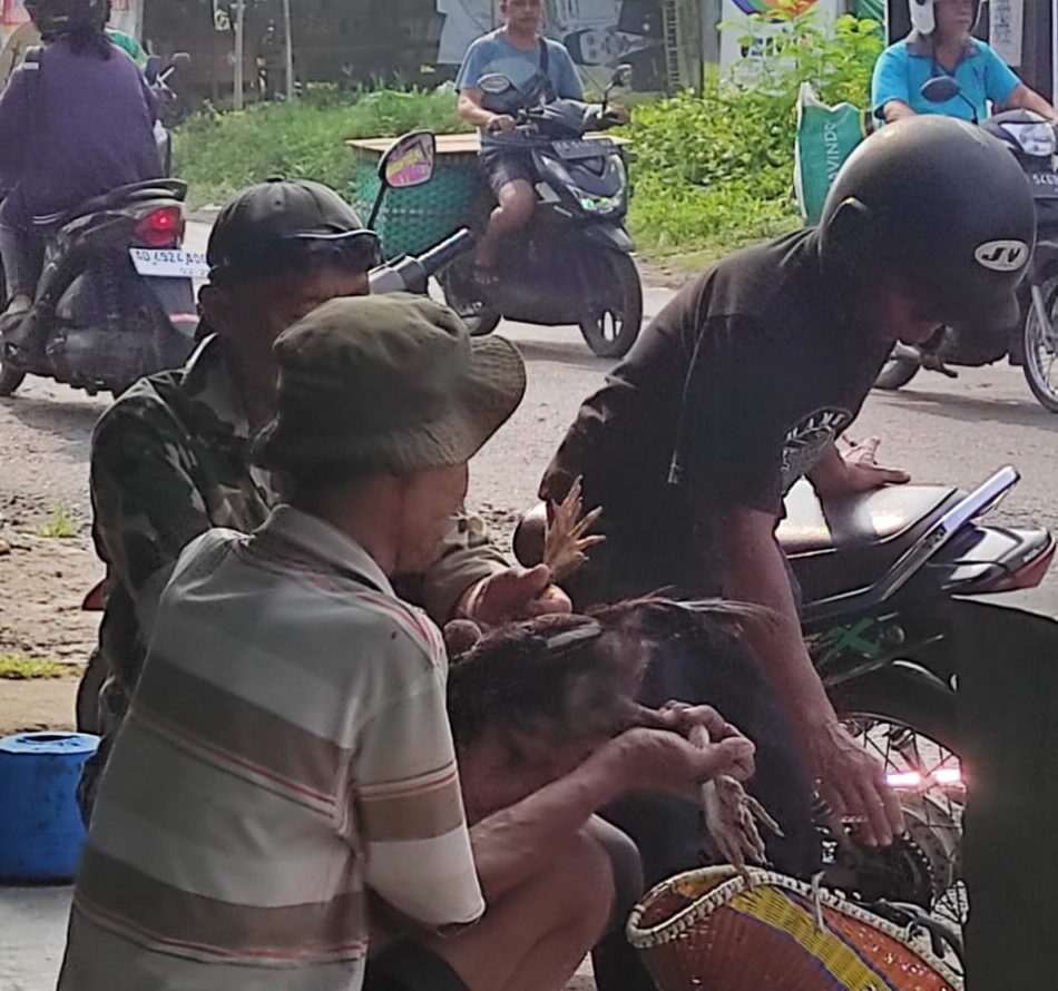 Menjemput Rejeki Adang-adang Penjual Ayam