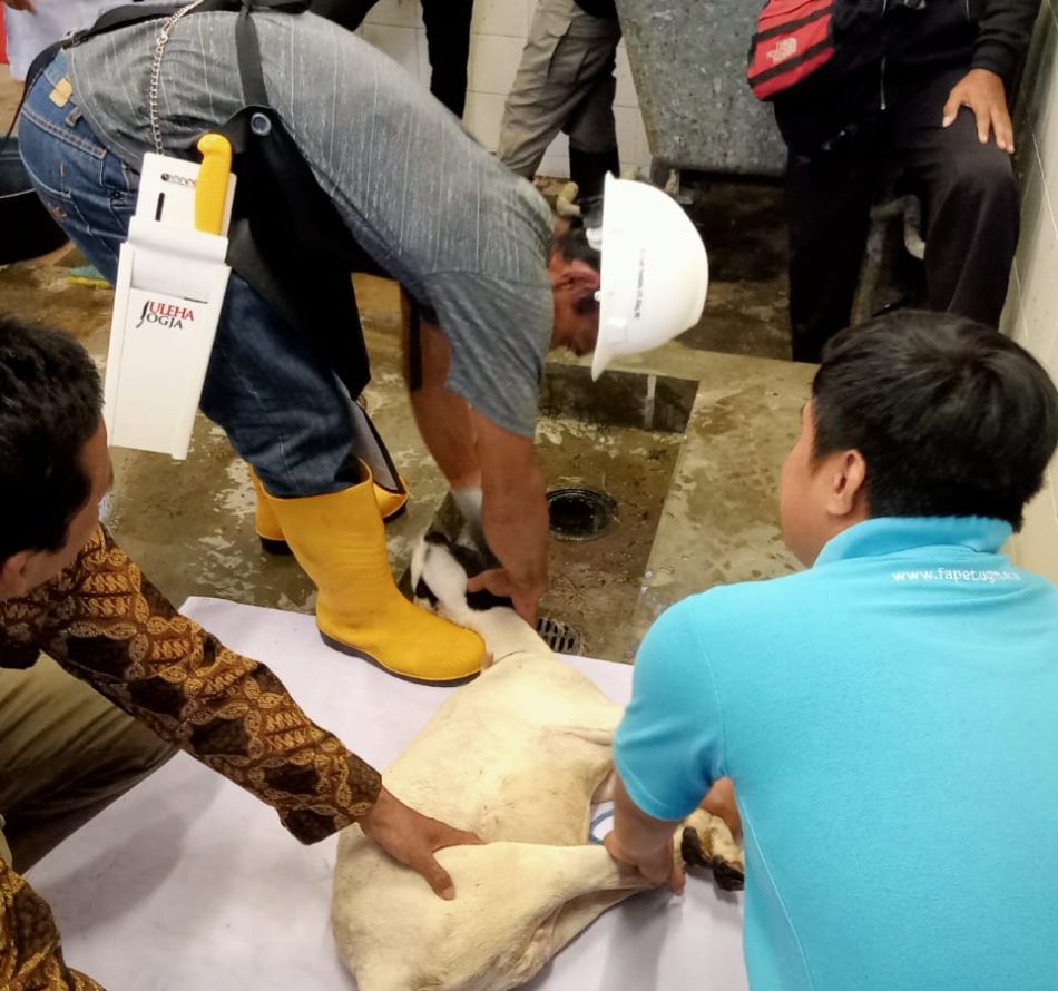 Jagal Sate Klathak Pleret Bantul Ikuti Pelatihan Juru Sembelih Halal