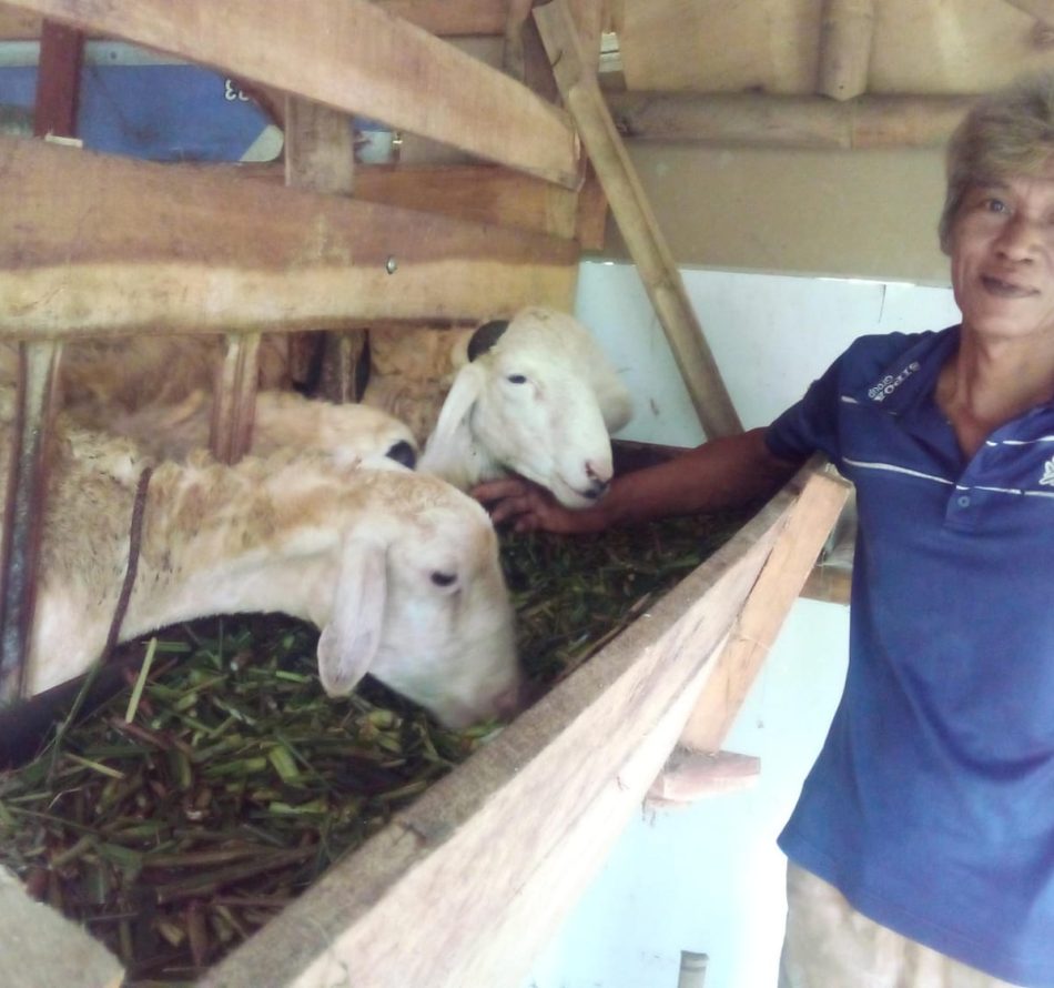 Beternak Domba ala Pak Tani, Menu Pakan Utama Berupa Cacahan Daun Singkong Karet