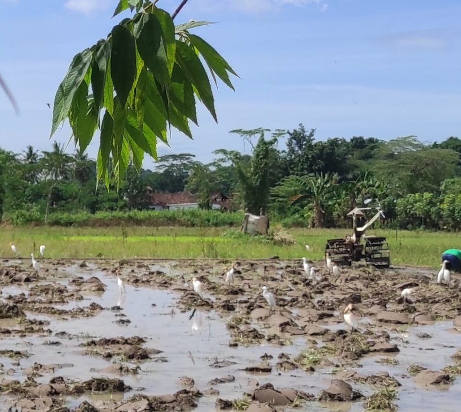 Ada Pembajak Sawah Ada Ratusan Burung Kuntul