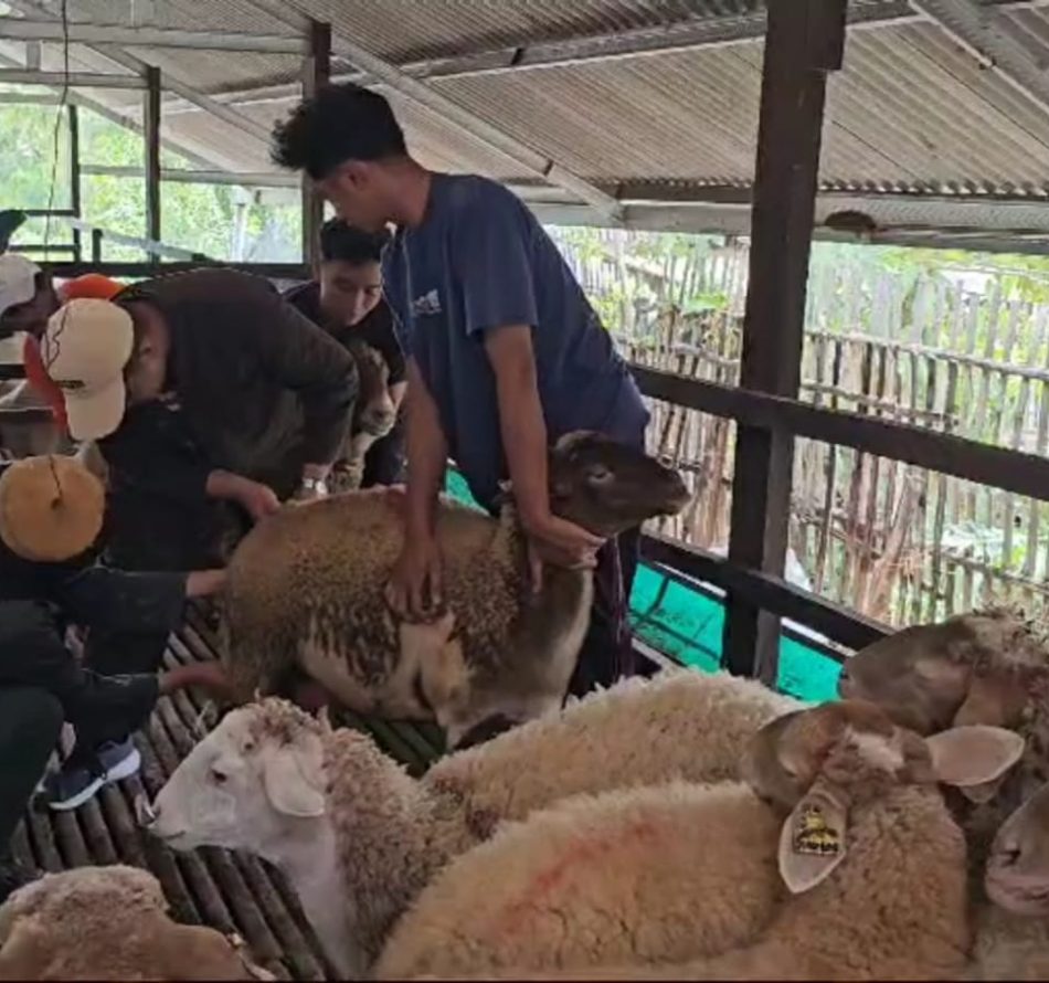 Domba Awassi, Produksi Susu Melimpah, Karkas Berkualitas Tinggi