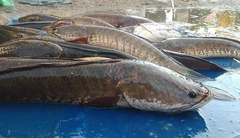 Budidaya Ikan Gabus dengan 5M