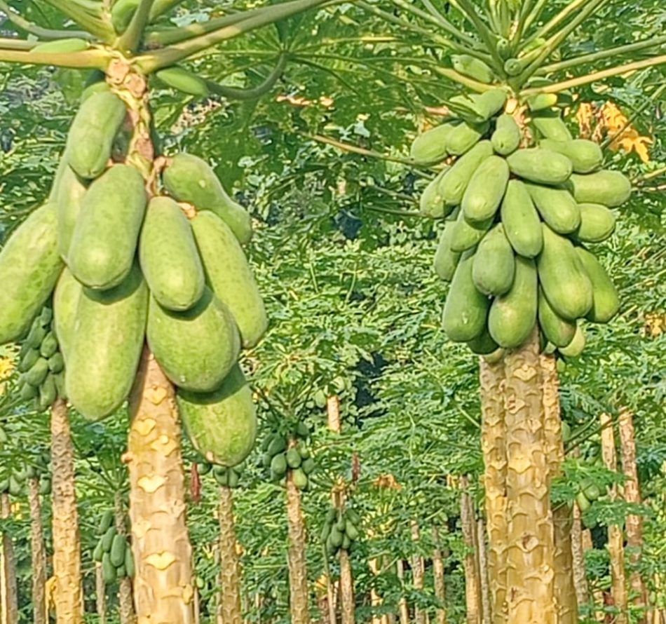 Lama Waktu Produktif Tanaman Pepaya California Tergantung Perawatan