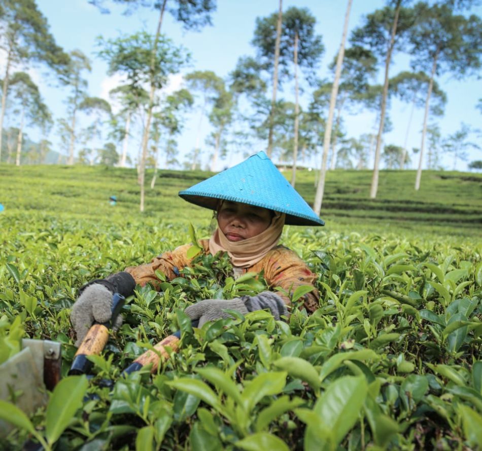 Produk Teh Pagilaran Raih 4 Penghargaan di Festival Teh Nasional