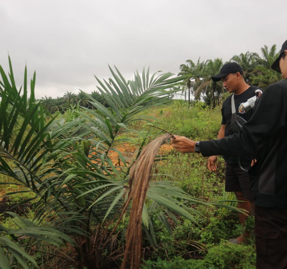 Mahasiswa Antropologi Budaya UGM Teliti Dampak Sosial Replanting Sawit di Kalimantan Barat