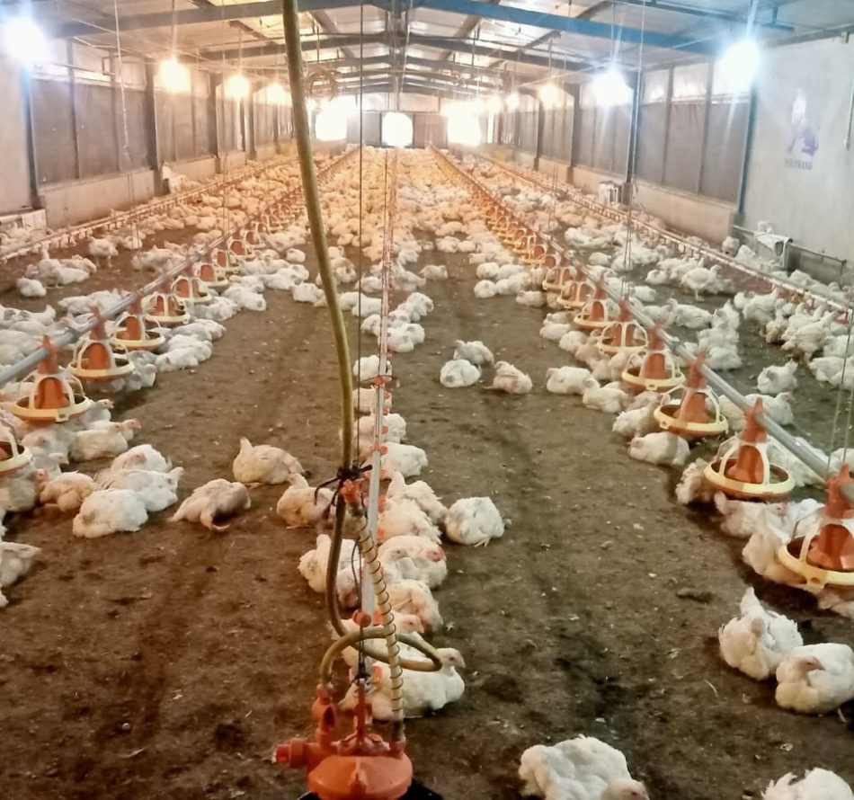 Minyak dari Larva BSF Turunkan Kadar Lemak Ayam Broiler