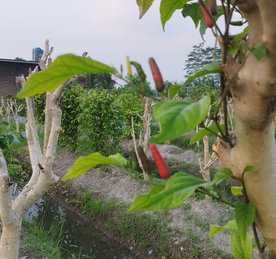 Kandungan, Manfaat, dan Cara Mengonsumsi Cabe Jawa