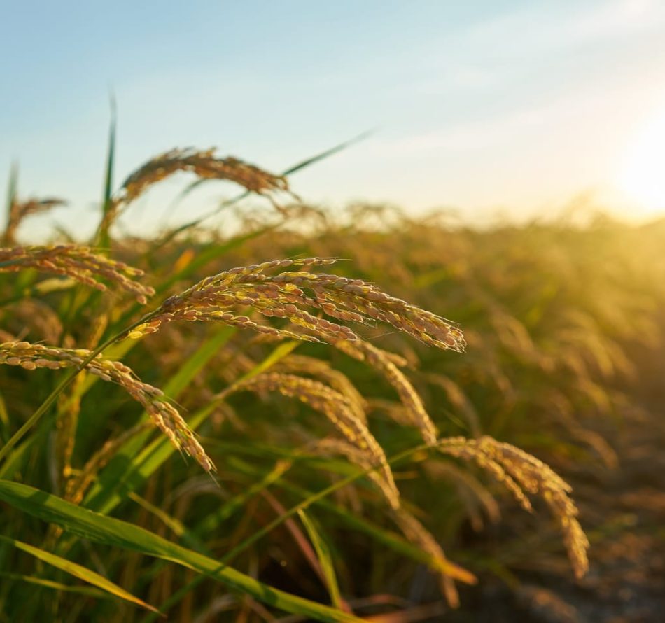 Produksi Beras RI Diprediksi Capai 35,6 Juta Ton, Pakar UGM Sebut Perlu Dorongan Teknologi dan Irigasi Adaptif
