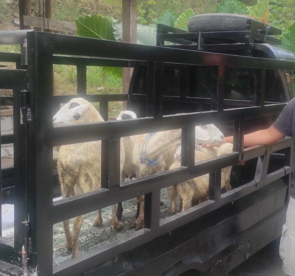 Orang Turki Merusak Harga Jual Beli Kambing di Daerah Istimewa Yogyakarta