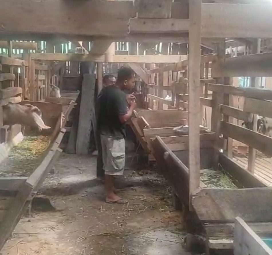 KPK Mendukung Keberhasilan Peternak Kambing