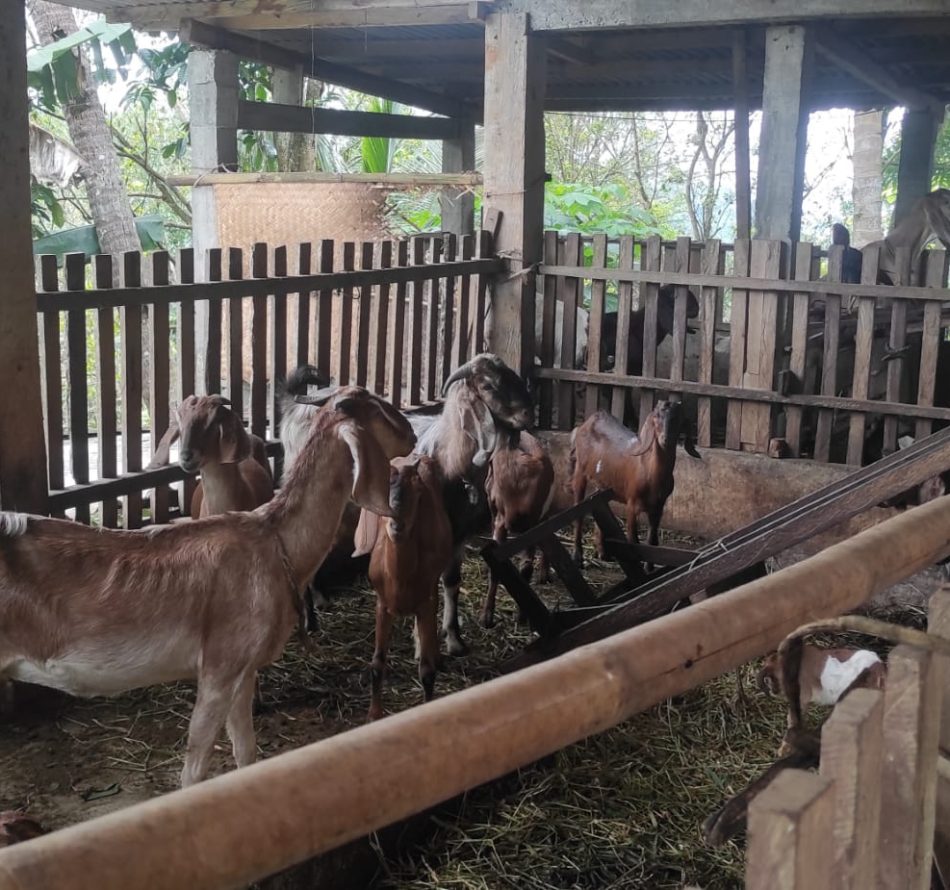 Empat Bisnis Pertanian Berprospek Cerah