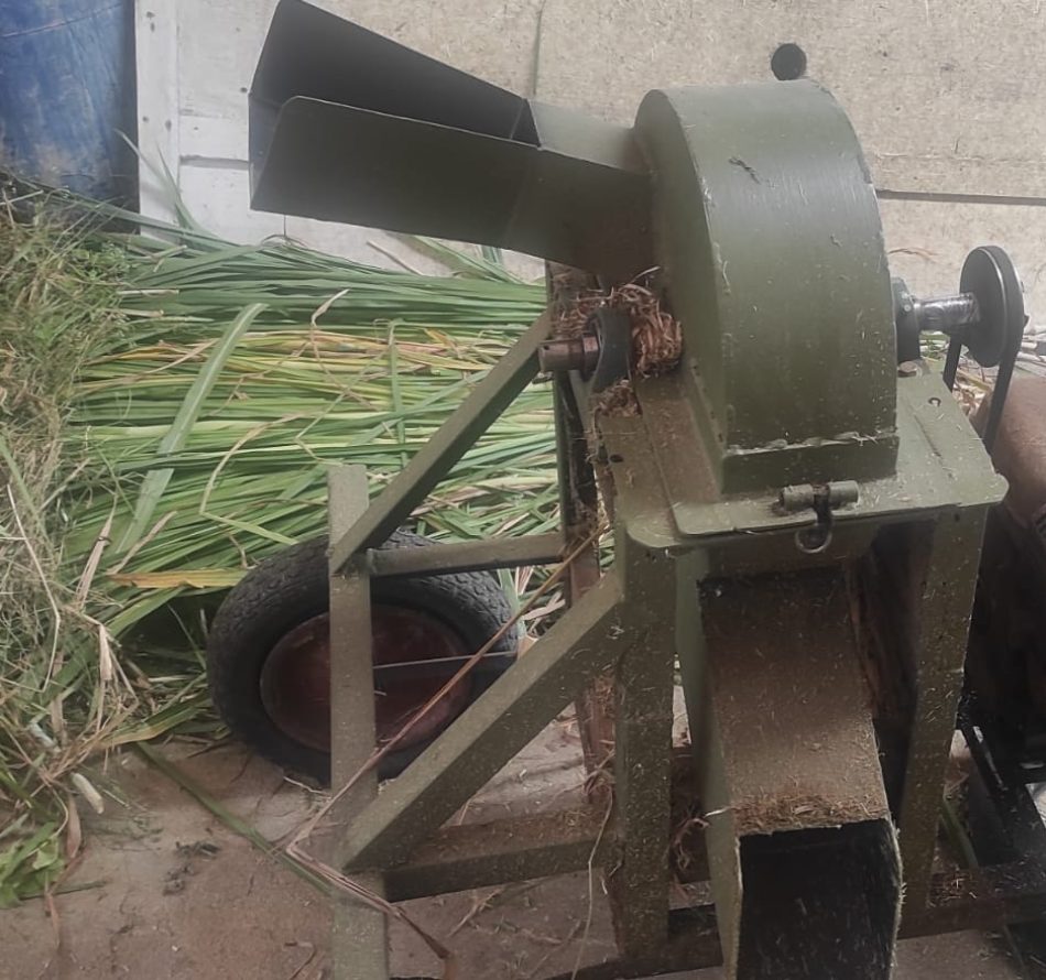 Cara Membuat Silase: Bahan, Fermentasi, Simpan