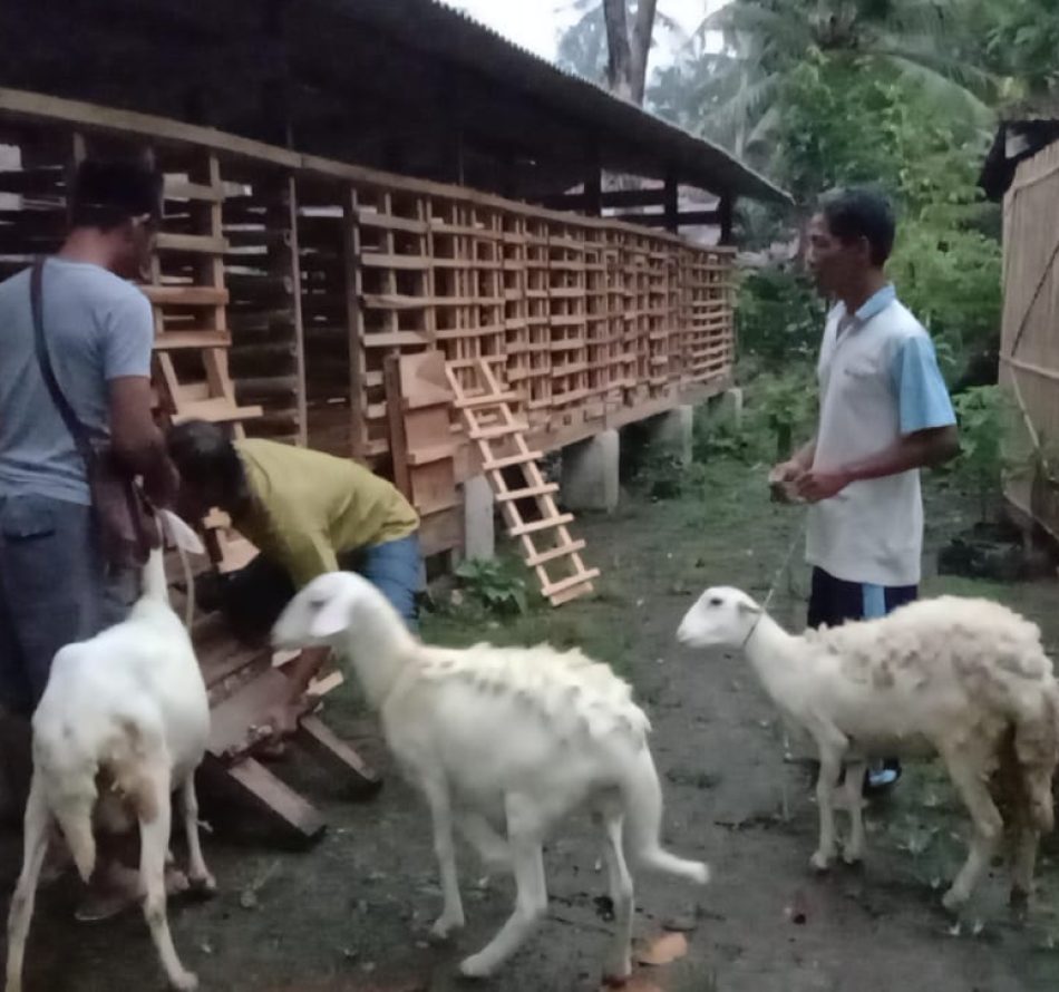 Cara Mengawinkan Kambing/Domba