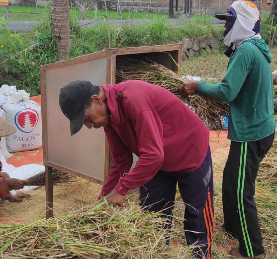 Peternak Gunungkidul: Buruh Panen Padi Mencari Pakan Sapi