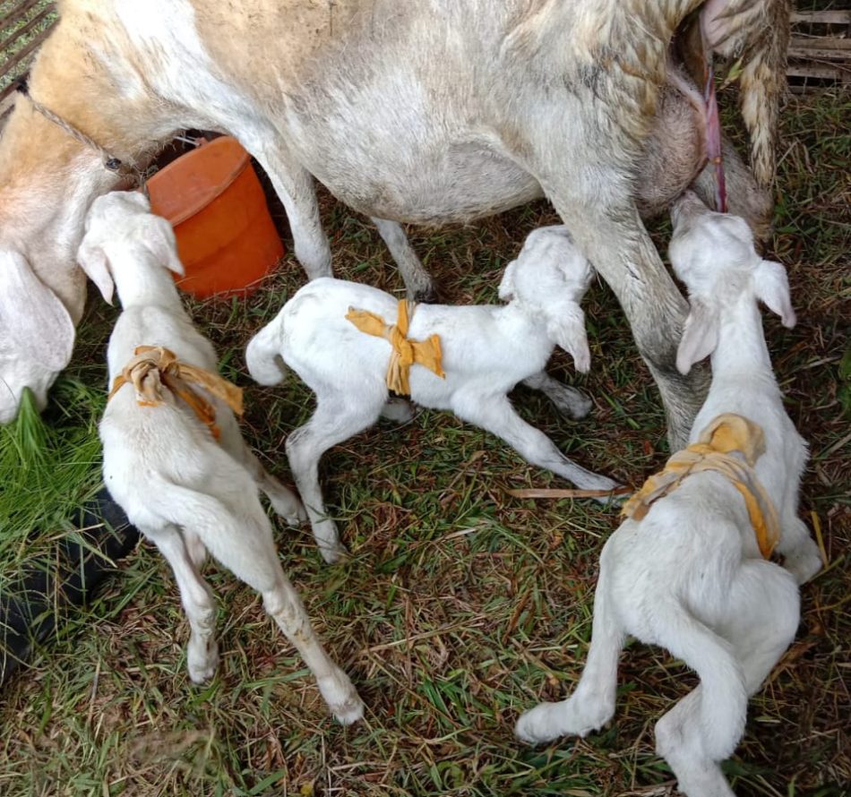 Peternak “Terpukul” Harga Domba Turun Sampai 50 Persen