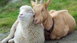 Perbedaan Kambing dengan Domba