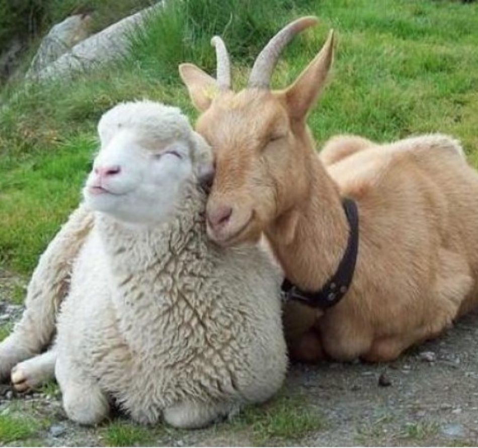 Perbedaan Kambing dengan Domba