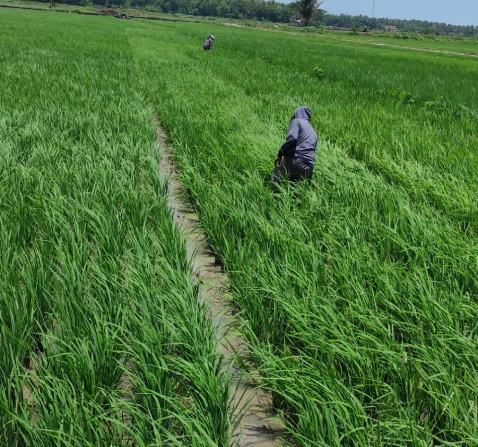 Tanam Padi dengan Sistem Jajar Legowo Tingkatkan Produktivitas Gabah
