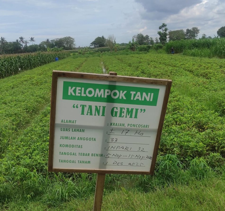 Kelompok Tani “Tani Gemi” Tanam Inpari 32