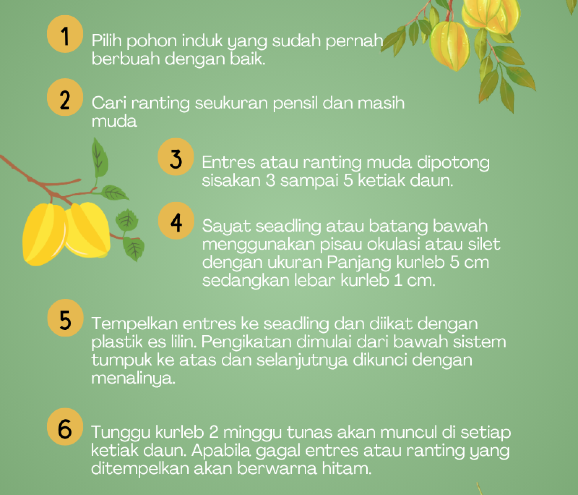 Tujuh Langkah Okulasi Belimbing Bangkok Merah