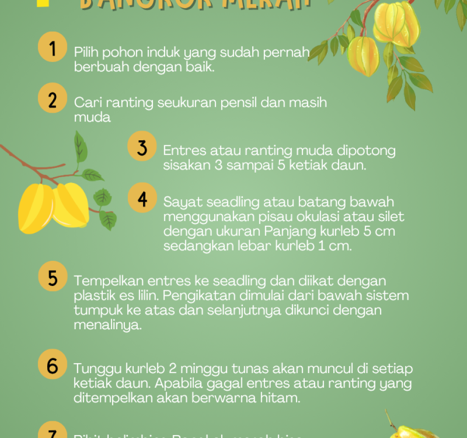 Tujuh Langkah Okulasi Belimbing Bangkok Merah