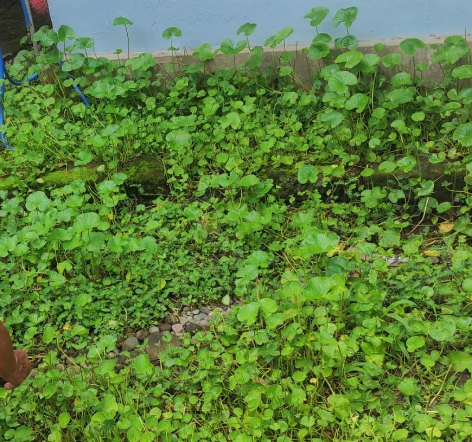 Mindarsih Owner Ricepy: Manfaatkan Pekarangan Rumah untuk Menanam Pegagan