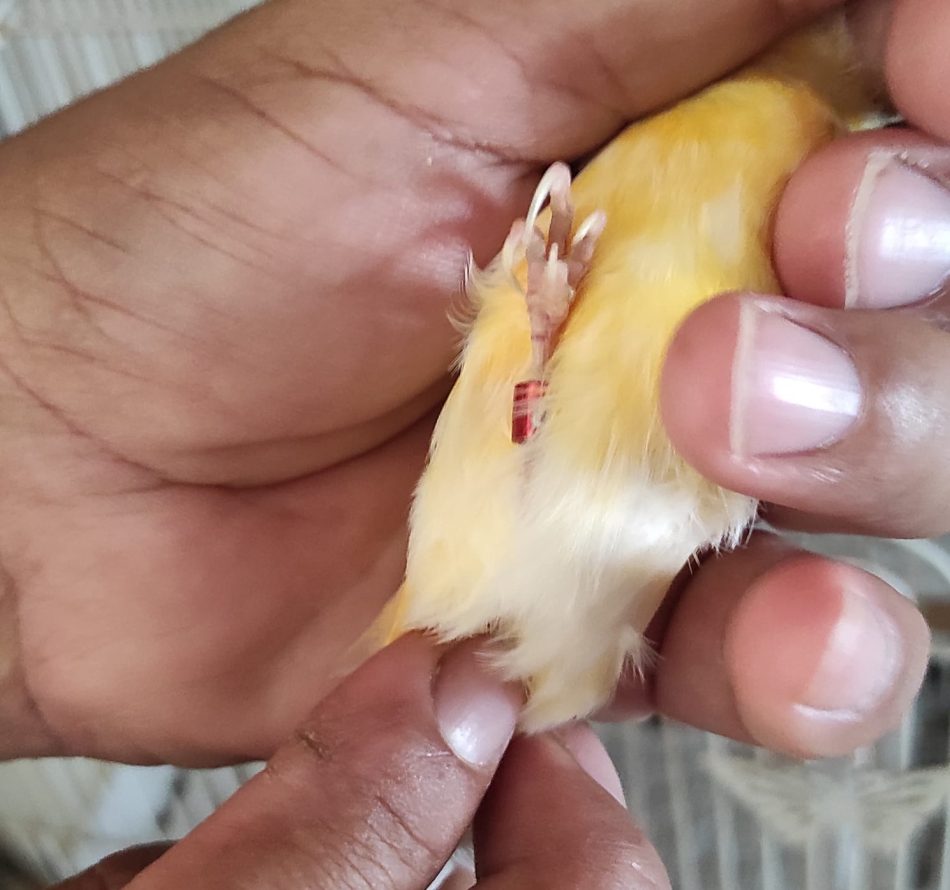 ANYES AB Koleksi Burung Kenari Scotch Fancy Ring Itali