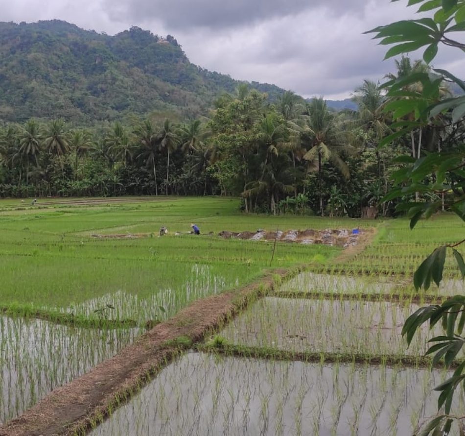 Petani Irigasi Selokan Kalibawang Pilih Tanam Padi Jenis IR 32