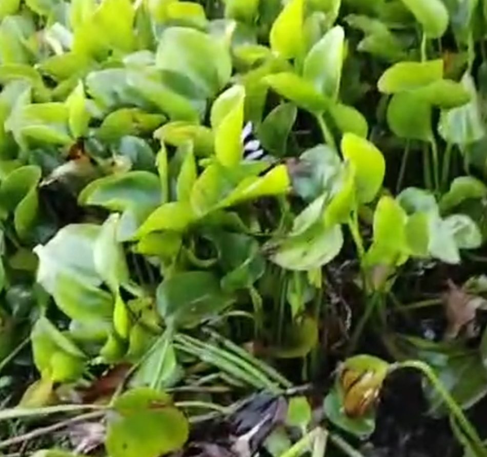 Cara Mancing Belut di Malam Hari