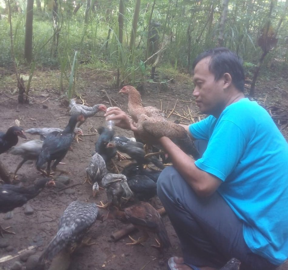 Ternak Ayam Kampung Modal Awal Rp 132.000