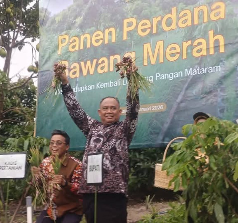 Bupati Sleman Panen Perdana Bawang Merah di Sugih Waras Farm