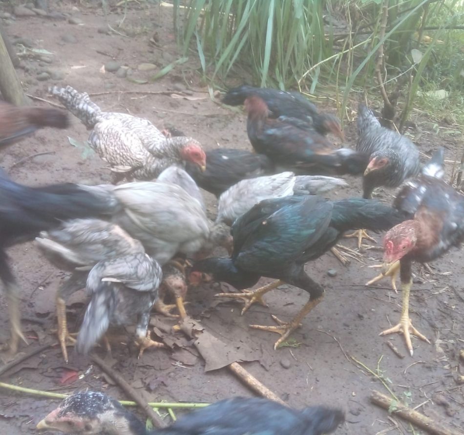Kombinasi Pakan Ini Bikin Ayam Kampung Tumbuh Sehat dan Cepat Besar