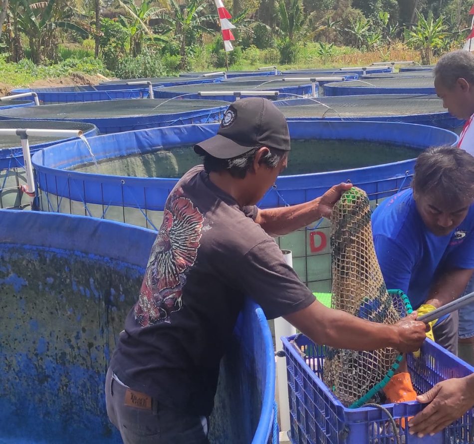 Analisis Usaha Budidaya Lele dalam Kolam Terpal Bulat
