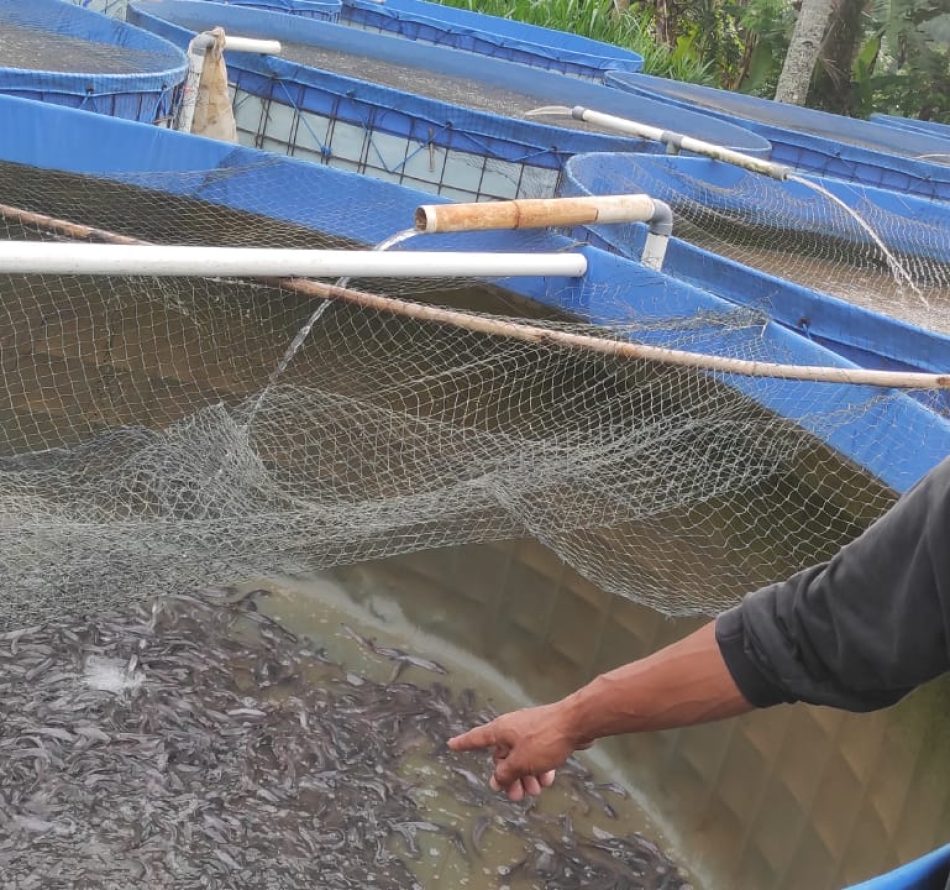 Cara Mengatasi Penyakit Aeromonas pada Ikan Lele