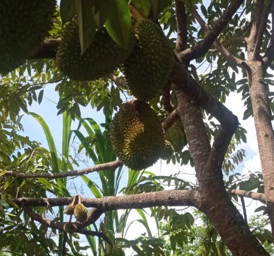 Ciri-ciri Durian Bagus: Ini Kata Penebas Durian