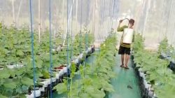 STPL Bekasi Berdayakan Eks Gelandangan dan Pengemis dengan Tanam Melon Cerdas Air